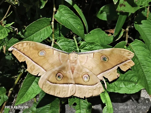 Macro photography of Antheraea pernyi