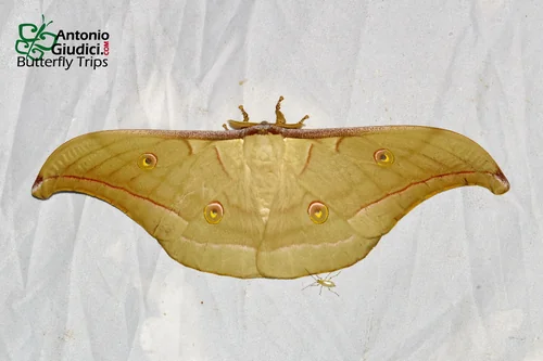 Macro photography of Antheraea roylei