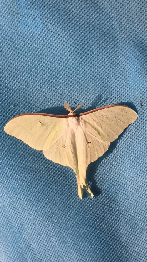 Macro photography of Actias artemis