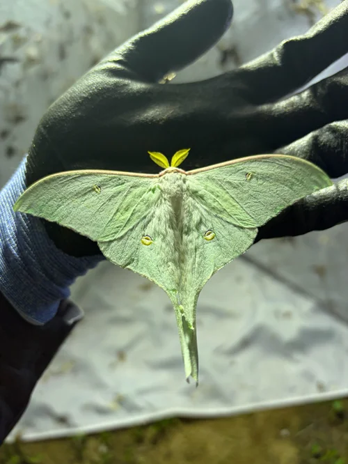 Macro photography of Actias gnoma