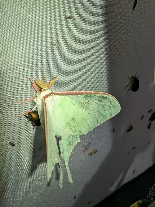Macro photography of Actias aliena