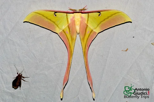Macro photography of Actias rhodopneuma
