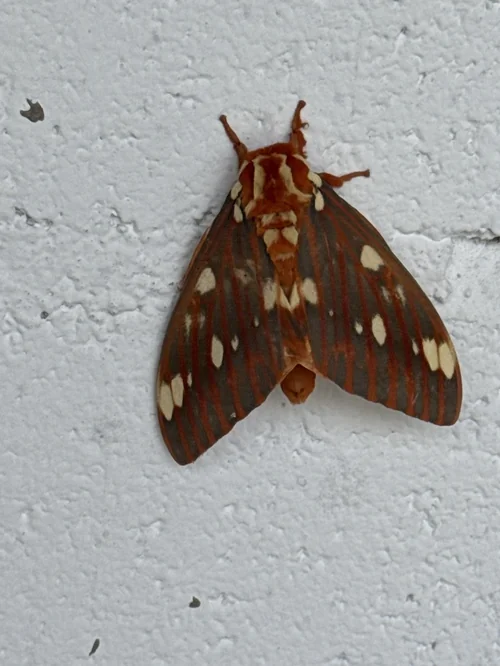 Macro photography of Citheronia regalis