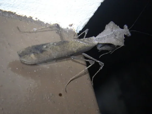 Macro photography of Deroplatys desiccata