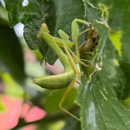 Macro photography of Hierodula patellifera