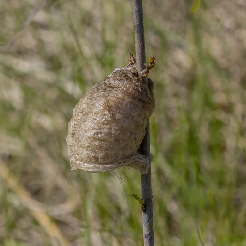 Macro photography of Tenodera sinensis