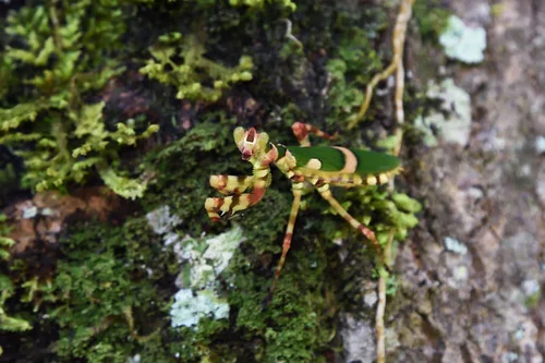 Macro photography of Theopropus elegans