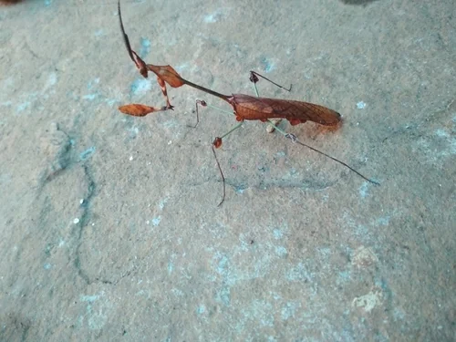 Macro photography of Gongylus gongylodes