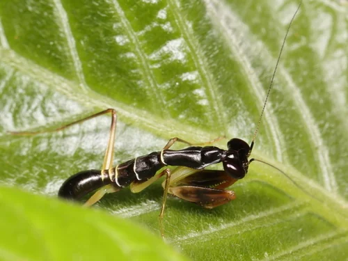 Macro photography of Odontomantis