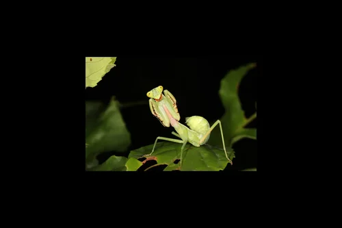 Macro photography of Hierodula formosana