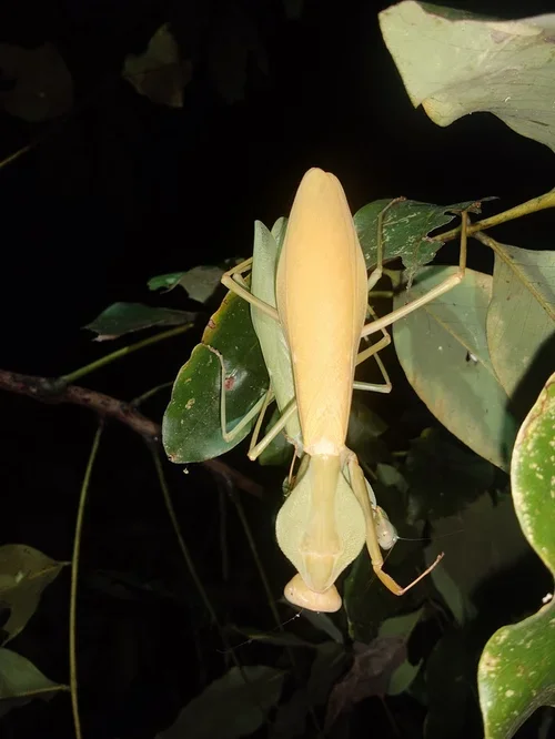 Macro photography of Rhombodera longa