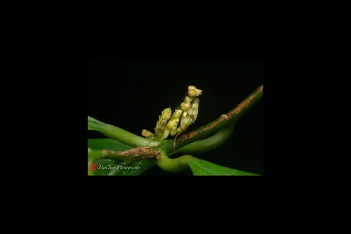 Macro photography of Theopropus rubrobrunneus