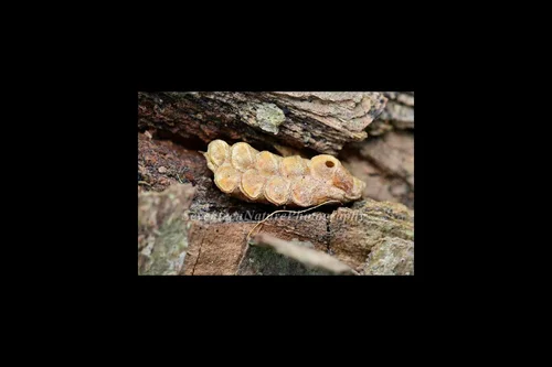 Macro photography of Amorphoscelis chinensis