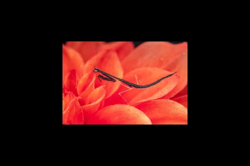 Macro photography of Leptomantella tonkinae