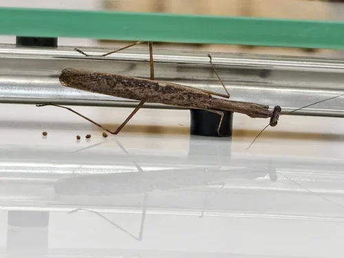 Macro photography of Statilia chayuensis