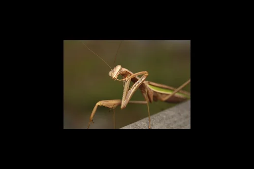 Macro photography of Dead Leaf Mantis (Deroplatys desiccata), featuring Dead-leaf-mimic, Veined, Flattened characteristics, native to Yunnan, China.