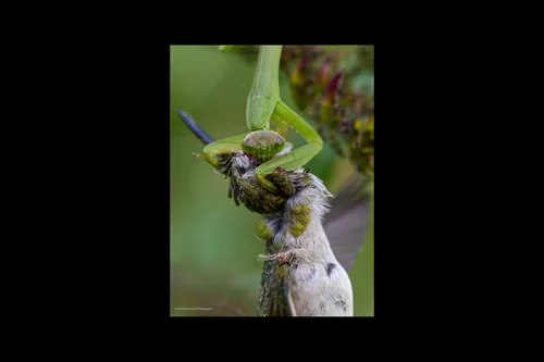 Macro photography of Giant Asian Mantis (Hierodula patellifera), featuring Chitinous, Segmented, Natural characteristics, native to Nationwide, China.