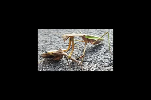 Macro photography of Chinese Mantis (Tenodera sinensis), featuring Chitinous, Segmented, Natural characteristics, native to Nationwide, China.