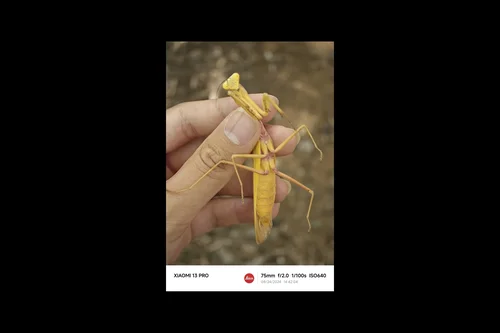 Macro photography of Violin Mantis (Gongylus gongylodes), featuring Violin-shaped, Cone-headed, Tropical characteristics, native to Yunnan, China.