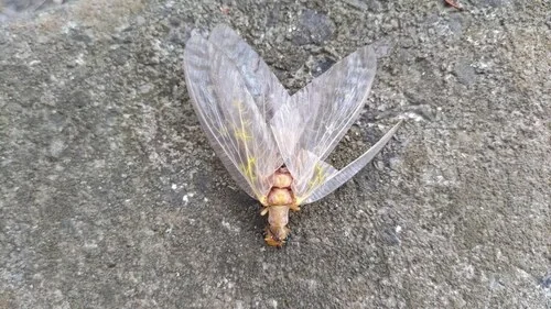 Macro photography of Fishfly (Protohermes), featuring Megalopteran, Large-jawed, Aquatic-larva characteristics, native to Nationwide, China.