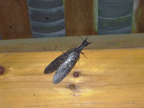 Macro photography of Yuezhong Dobsonfly (Acanthacorydalis fruhstorferi), featuring Chitinous, Segmented, Natural characteristics, native to Yunnan, China.