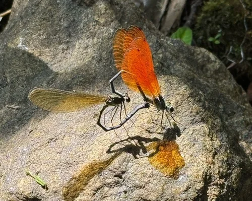 Macro photography of Anderson's River Damsel (Mnais andersoni), featuring Slender, Delicate, Transparent-winged characteristics, native to Nationwide, China.