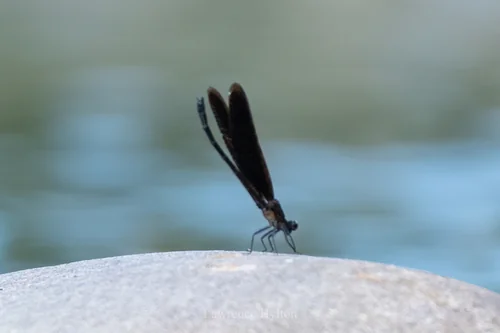 Macro photography of Shadow Demoiselle (Euphaea opaca), featuring Slender, Delicate, Transparent-winged characteristics, native to Yunnan, China.