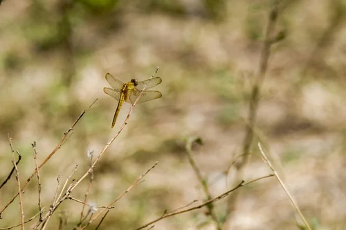 Macro photography of Scarlet Skimmer (Crocothemis servilia), featuring Compound-eyed, Transparent-winged, Segmented characteristics, native to Nationwide, China.