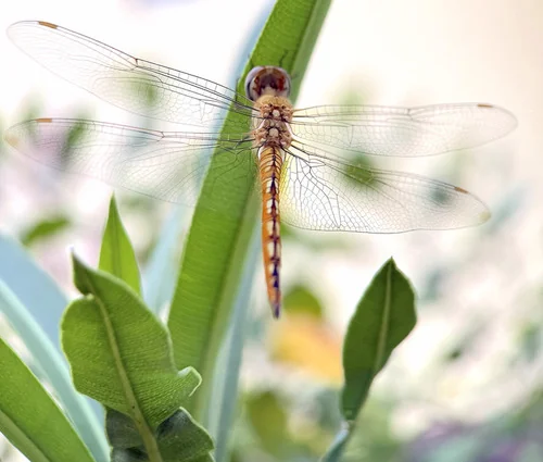 Macro photography of Globe Skimmer (Pantala flavescens), featuring Compound-eyed, Transparent-winged, Segmented characteristics, native to Nationwide, China.