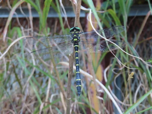Macro photography of Jumbo Clubtail (Anotogaster sieboldii), featuring Compound-eyed, Transparent-winged, Segmented characteristics, native to Nationwide, China.