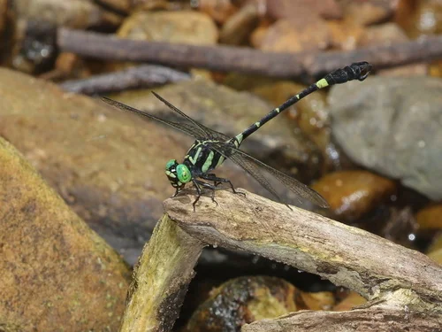 Macro photography of Curved-horn Clubtail (Lamelligomphus), featuring Compound-eyed, Transparent-winged, Segmented characteristics, native to Nationwide, China.