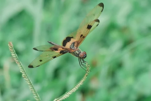 Macro photography of Variegated Flutterer (Rhyothemis variegata), featuring Compound-eyed, Transparent-winged, Segmented characteristics, native to Yunnan, China.