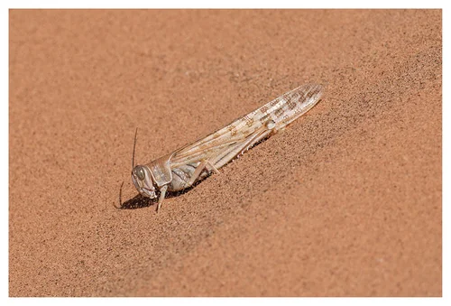 Macro photography of Schistocerca gregaria