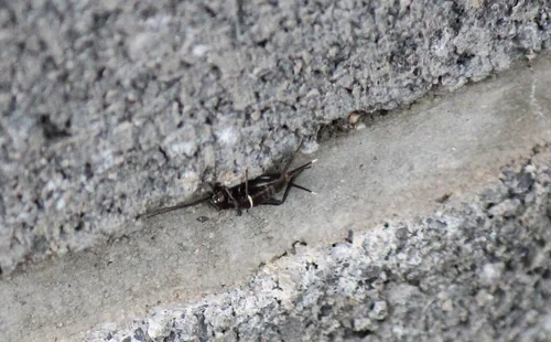 Macro photography of Teleogryllus emma