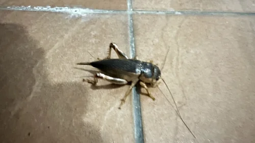 Macro photography of Tarbinskiellus portentosus