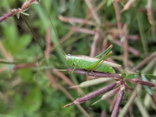 Macro photography of Conocephalus discolor