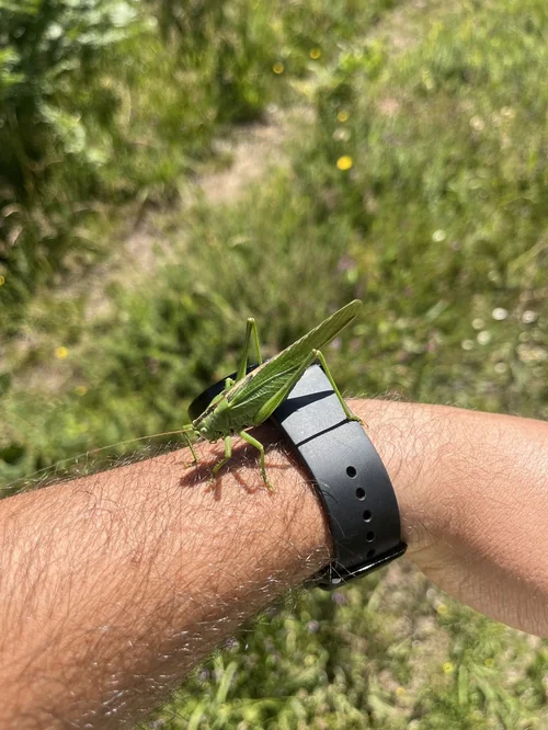 Macro photography of Tettigonia viridissima