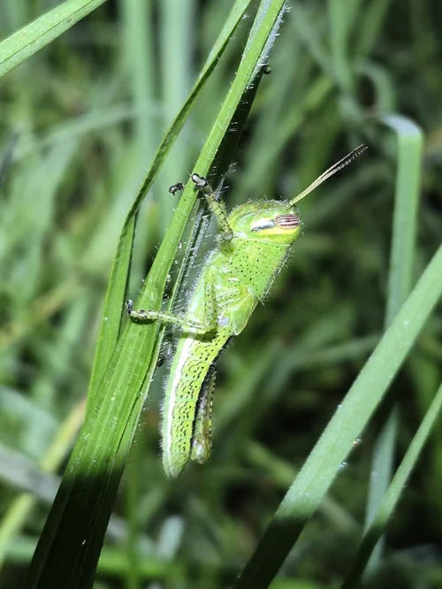 Macro photography of Nomadacris septemfasciata