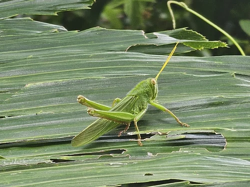 Macro photography of Chondracris rosea