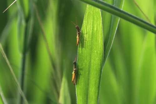 Macro photography of Oxya hyla