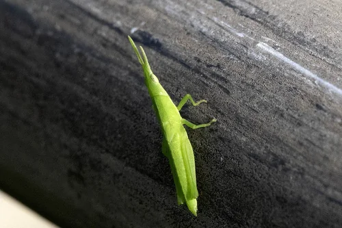 Macro photography of Atractomorpha lata