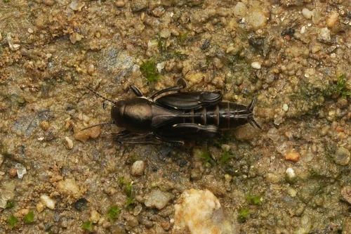 Macro photography of Xya japonica