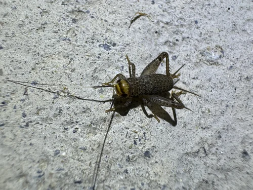 Macro photography of Loxoblemmus doenitzi