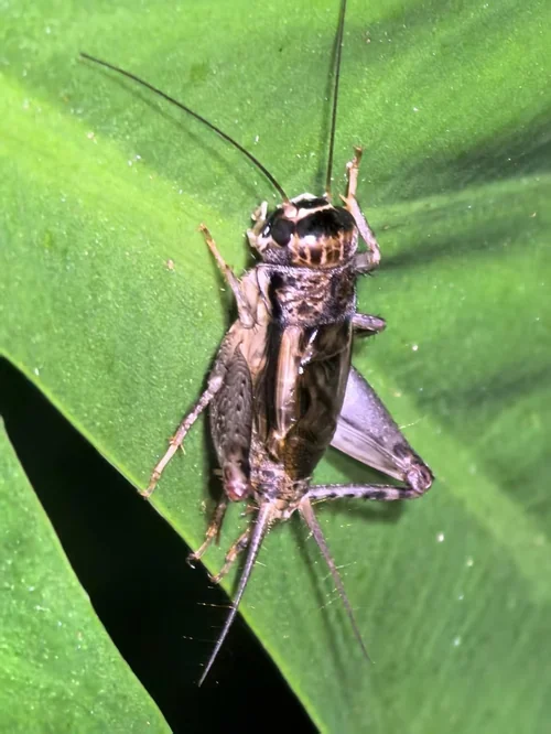 Macro photography of Velarifictorus aspersus
