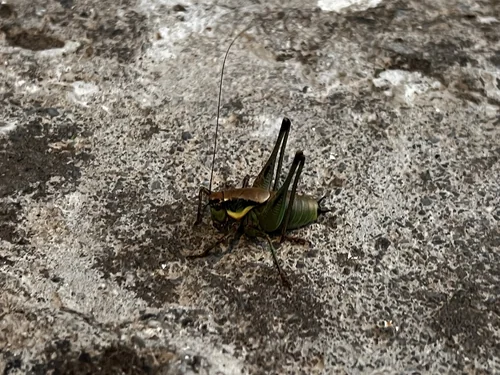 Macro photography of Eupholidoptera megastyla