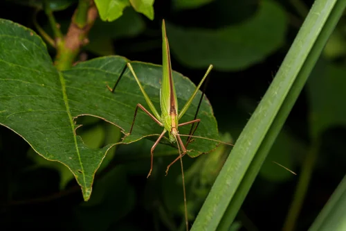 Macro photography of Ducetia japonica