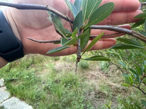 Macro photography of Giant Stick Insect (Megaphasma), featuring Stick-mimic, Twig-like, Elongated characteristics, native to Yunnan, China.