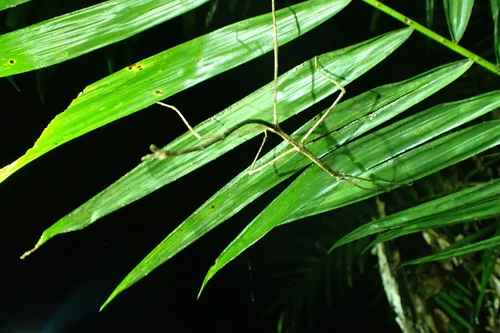Macro photography of Ctenomorpha gargantua