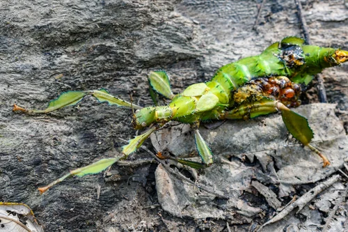 Macro photography of Extatosoma tiaratum
