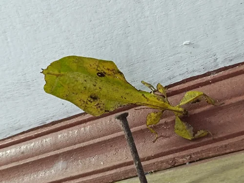 Macro photography of Phyllium giganteum